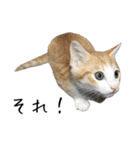 キジ猫ミミちゃんとゆかいな仲間たち（個別スタンプ：28）