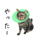 キジ猫ミミちゃんとゆかいな仲間たち（個別スタンプ：29）