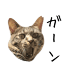 キジ猫ミミちゃんとゆかいな仲間たち（個別スタンプ：30）