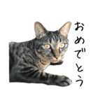 キジ猫ミミちゃんとゆかいな仲間たち（個別スタンプ：31）