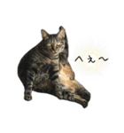 キジ猫ミミちゃんとゆかいな仲間たち（個別スタンプ：33）