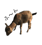 キジ猫ミミちゃんとゆかいな仲間たち（個別スタンプ：34）
