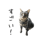 キジ猫ミミちゃんとゆかいな仲間たち（個別スタンプ：36）