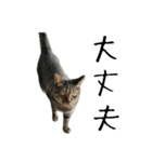 キジ猫ミミちゃんとゆかいな仲間たち（個別スタンプ：37）