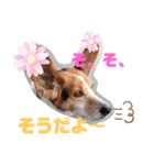 うしおのリアクションスタンプ その②（個別スタンプ：5）