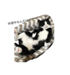 ハチワレめいちゃん28（個別スタンプ：2）