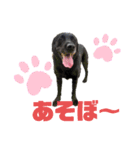 ラブラドールレトリーバー ベントレー 2（個別スタンプ：10）