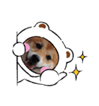 柴犬♀さくらの日常3（個別スタンプ：1）