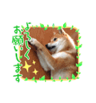 柴犬♀さくらの日常3（個別スタンプ：3）