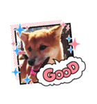柴犬♀さくらの日常3（個別スタンプ：4）