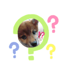 柴犬♀さくらの日常3（個別スタンプ：5）