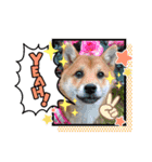 柴犬♀さくらの日常3（個別スタンプ：8）