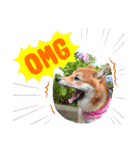 柴犬♀さくらの日常3（個別スタンプ：10）