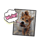柴犬♀さくらの日常3（個別スタンプ：11）
