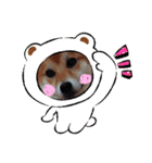 柴犬♀さくらの日常3（個別スタンプ：12）