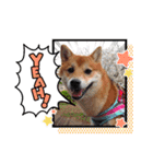 柴犬♀さくらの日常3（個別スタンプ：13）