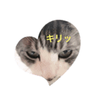 ぴぴことまさお（個別スタンプ：1）