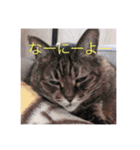 ぴぴことまさお（個別スタンプ：7）