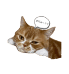 うに猫のひと言①（個別スタンプ：1）
