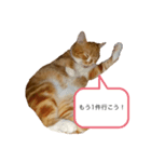 うに猫のひと言①（個別スタンプ：2）