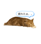 うに猫のひと言①（個別スタンプ：3）