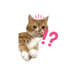 うに猫のひと言①（個別スタンプ：5）