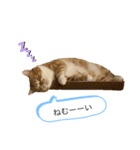 うに猫のひと言①（個別スタンプ：6）