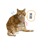 うに猫のひと言①（個別スタンプ：7）