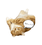 うに猫のひと言①（個別スタンプ：8）