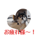 チワワ パピィ（個別スタンプ：1）