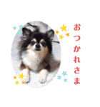 チワワ パピィ（個別スタンプ：3）