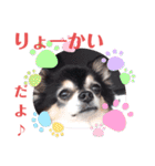 チワワ パピィ（個別スタンプ：4）