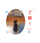 チワワ パピィ（個別スタンプ：8）