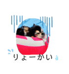 チワワ パピィ（個別スタンプ：9）