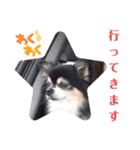 チワワ パピィ（個別スタンプ：13）