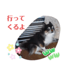 チワワ パピィ（個別スタンプ：14）