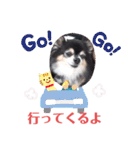 チワワ パピィ（個別スタンプ：15）
