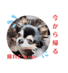 チワワ パピィ（個別スタンプ：17）