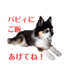 チワワ パピィ（個別スタンプ：20）