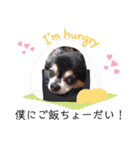 チワワ パピィ（個別スタンプ：21）