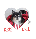 チワワ パピィ（個別スタンプ：22）