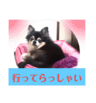 チワワ パピィ（個別スタンプ：23）
