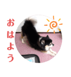 チワワ パピィ（個別スタンプ：24）