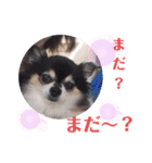 チワワ パピィ（個別スタンプ：28）