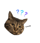 猫のろーずちゃん（個別スタンプ：1）