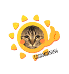 猫のろーずちゃん（個別スタンプ：2）