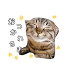 猫のろーずちゃん（個別スタンプ：3）