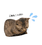 猫のろーずちゃん（個別スタンプ：6）