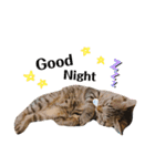 猫のろーずちゃん（個別スタンプ：7）