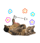 猫のろーずちゃん（個別スタンプ：8）